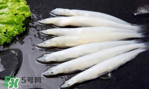銀魚(yú)是面條魚(yú)嗎？面條魚(yú)和銀魚(yú)的區(qū)別