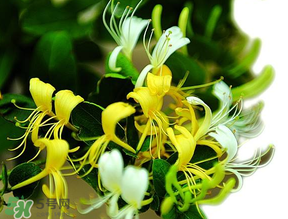 金銀花什么時候采摘最好？金銀花幾月份采摘？
