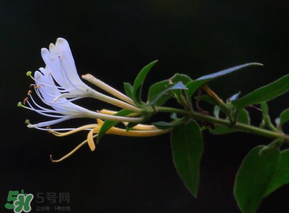 金銀花不能和什么一起吃？金銀花和什么相克？