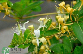 金銀花不能和什么一起吃？金銀花和什么相克？