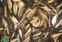 泥鰍有幾種？泥鰍品種大全