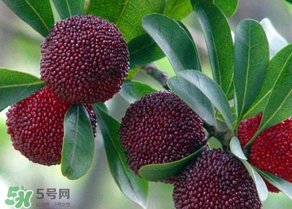 楊梅為什么有蟲(chóng)子？楊梅有蟲(chóng)能吃嗎？
