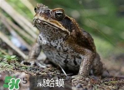 田雞是癩蛤蟆嗎？田雞和癩蛤蟆的區(qū)別