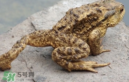 蟾蜍能吃嗎？蟾蜍能不能吃