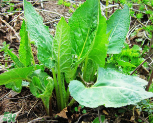 大耳毛野菜怎么吃？大耳毛野菜的做法