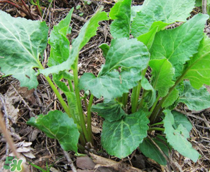 大耳毛野菜怎么吃？大耳毛野菜的做法