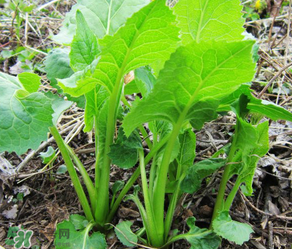 大耳毛野菜怎么吃？大耳毛野菜的做法