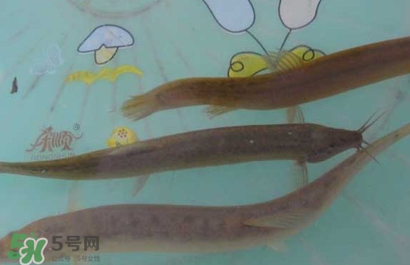泥鰍有幾種？泥鰍品種大全