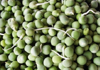 新鮮豌豆發(fā)芽了能吃嗎？豌豆發(fā)芽了還能吃嗎？