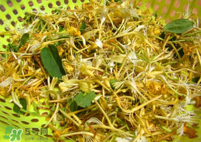 剛摘的金銀花能泡水喝嗎？剛摘的金銀花怎么處理？