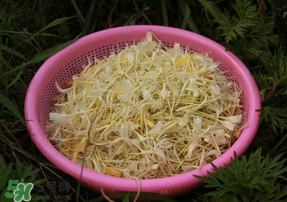剛摘的金銀花能泡水喝嗎？剛摘的金銀花怎么處理？