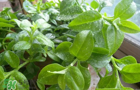 哪些人不可以吃救心菜？什么人不能吃救心菜？