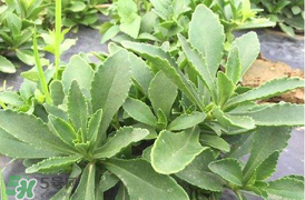 哪些人不可以吃救心菜？什么人不能吃救心菜？