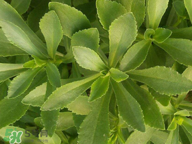 救心菜有毒嗎？救心菜怎么吃沒毒？
