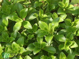 救心菜怎么種植？救心菜什么時候種？