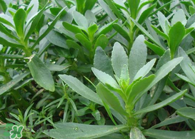 救心菜怎么種植？救心菜什么時候種？