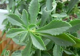 救心菜怎么種植？救心菜什么時候種？