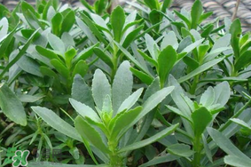 救心菜可以泡茶喝嗎？救心菜能泡水喝嗎？