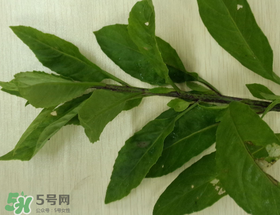 救心菜可以泡茶喝嗎？救心菜能泡水喝嗎？