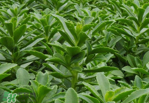 救心菜是三七嗎？救心菜和三七區(qū)別