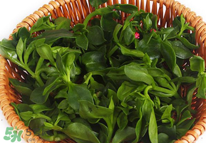 養(yǎng)心菜和救心菜一樣嗎？養(yǎng)心菜和救心菜的區(qū)別