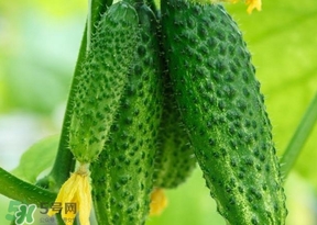 黃瓜不能和什么一起吃？黃瓜不能和什么食物一起吃