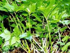 大葉芹怎么吃？大葉芹的做法？