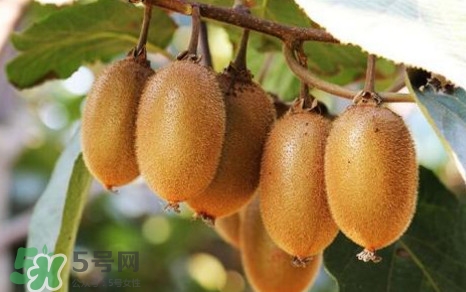 獼猴桃是什么季節(jié)的水果？獼猴桃什么時(shí)候吃最好