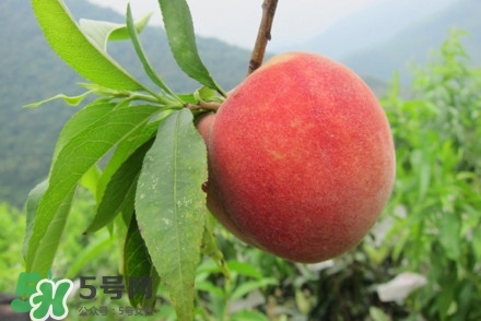 水蜜桃什么時(shí)候熟？水蜜桃成熟時(shí)間