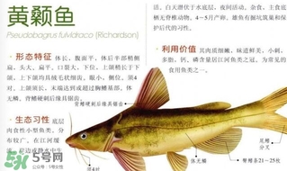 黃顙魚不能和什么一起吃？黃顙魚不能與什么同吃？