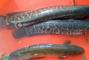 黑魚是海魚嗎？黑魚是河魚還是海魚