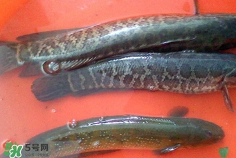 黑魚是什么魚？黑魚是鯰魚嗎
