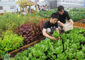 六月份種什么蔬菜？六月份可以種什么蔬菜？