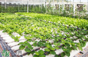 六月份種什么蔬菜？六月份可以種什么蔬菜？