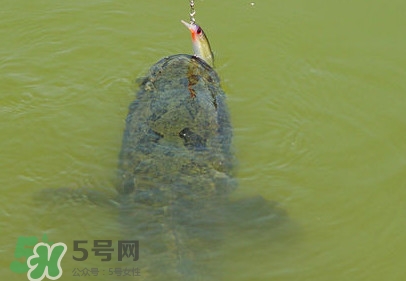 黑魚怎么抓？怎么捕捉黑魚