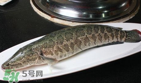 黑魚怎么做湯好喝？黑魚怎么做下奶？