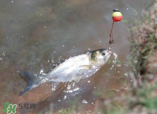 五月份能釣鰱魚嗎？五月份釣什么魚？