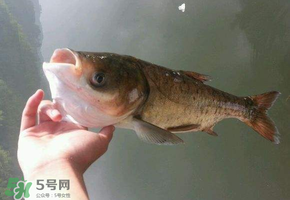 五月份能釣鰱魚嗎？五月份釣什么魚？