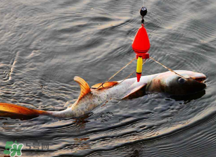 五月份能釣鰱魚嗎？五月份釣什么魚？