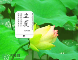 立夏吃什么水果？立夏吃什么水果好？