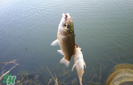 立夏好釣魚(yú)嗎？立夏怎么釣魚(yú)？
