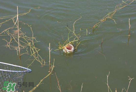 立夏好釣魚(yú)嗎？立夏怎么釣魚(yú)？