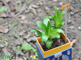 立夏種什么菜？立夏適合種什么？