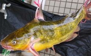嘎魚(yú)多少錢一斤？野生黃嘎魚(yú)多少錢一斤