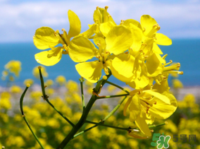 五月份還有油菜花嗎？5月份還有油菜花嗎？
