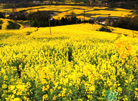 五月份還有油菜花嗎？5月份還有油菜花嗎？