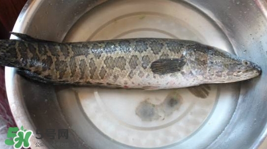黑魚是什么魚？黑魚是鯰魚嗎