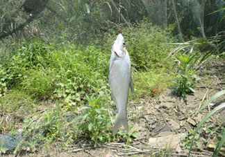 立夏好釣魚嗎？立夏怎么釣魚？