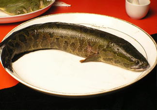 黑魚有鱗嗎？黑魚鱗片怎么處理
