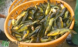 黃顙魚不能和什么一起吃？黃顙魚不能與什么同吃？